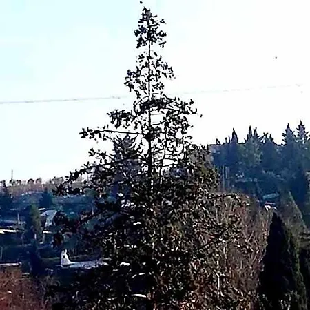 Main Street Cerasolo